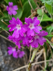 Primula villosa