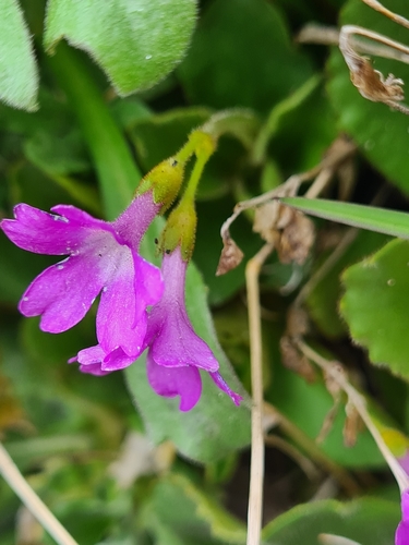 Image of Primula villosa by (c) Jacek Pietruszewski, some rights reserved (CC BY)