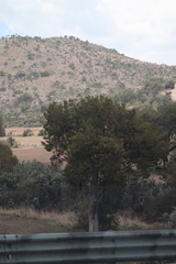 Juniperus deppeana deppeana