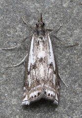 Crambus alienellus