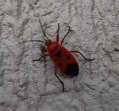 Physopelta slanbuschii