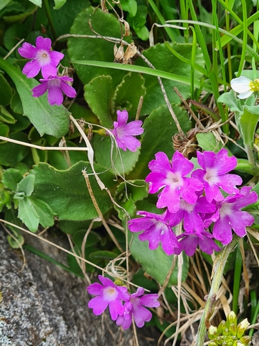 Image of Primula villosa by (c) Jacek Pietruszewski, some rights reserved (CC BY)