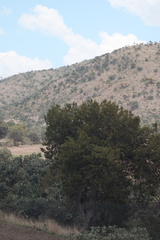 Juniperus deppeana deppeana