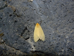 Pareuchaetes insulata