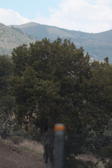 Juniperus deppeana deppeana