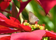 Parrhasius polibetes