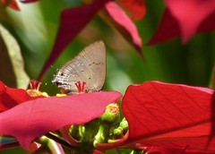 Parrhasius polibetes