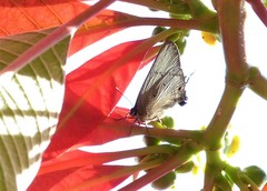 Parrhasius polibetes