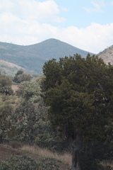 Juniperus deppeana deppeana