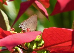 Parrhasius polibetes