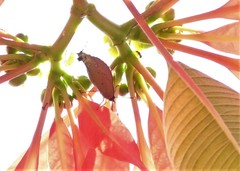 Parrhasius polibetes