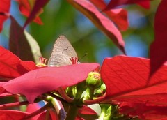 Parrhasius polibetes