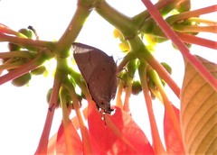 Parrhasius polibetes