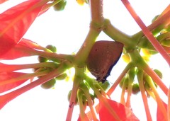 Parrhasius polibetes