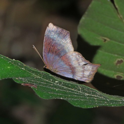 Euselasia angulata