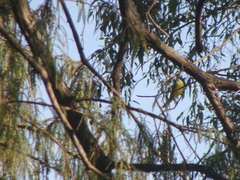 Pitangus sulphuratus