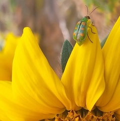 Diabrotica speciosa