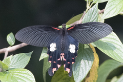 Papilio alcmenor