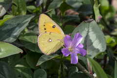 Colias fieldii