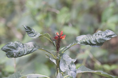 Phlogacanthus thyrsiformis