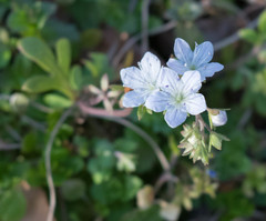 Phacelia dubia
