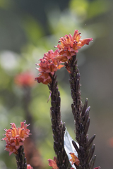 Phlogacanthus thyrsiformis