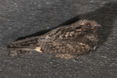 Caprimulgus jotaka