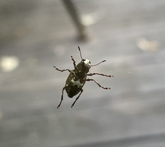 Eurymycter