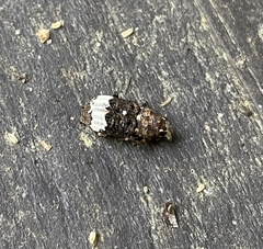 Eurymycter