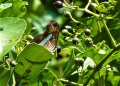 Adelpha thessalia