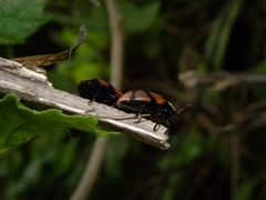 Ogdoecosta biannularis