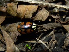 Ogdoecosta biannularis