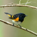 American Redstart - Photo (c) James Davis, some rights reserved (CC BY-NC), uploaded by James Davis