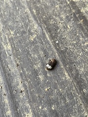 Eurymycter