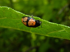 Ogdoecosta biannularis