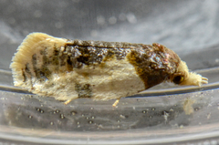 Henricus edwardsiana