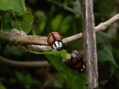 Ogdoecosta biannularis