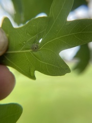Andricus quercusutriculus