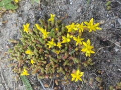 Sedum acre