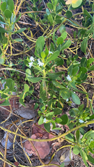 Scaevola plumieri