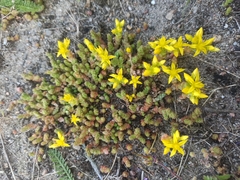 Sedum acre