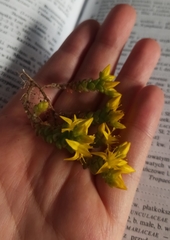 Sedum acre