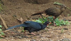 Highland Guan photo 2
