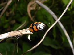 Ogdoecosta biannularis