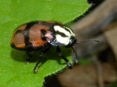 Ogdoecosta biannularis