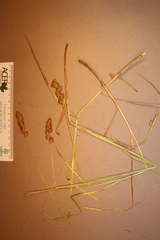 Carex tribuloides