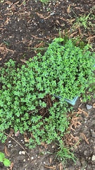 Thymus × citriodorus