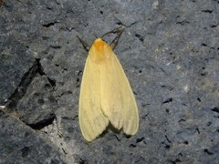 Pareuchaetes insulata