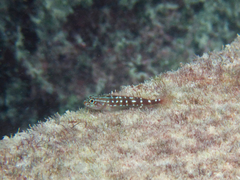 Helcogramma maldivensis