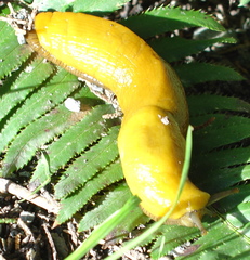 Ariolimax brachyphallus